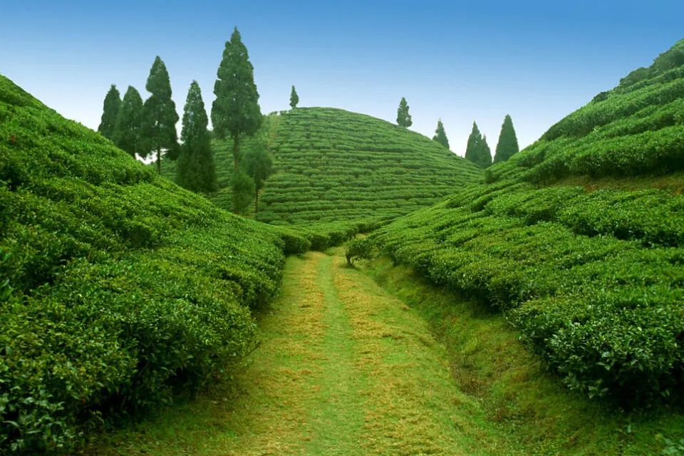 Himalayan Majesty Tour